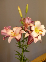 Foto: Dr. Peter Müller